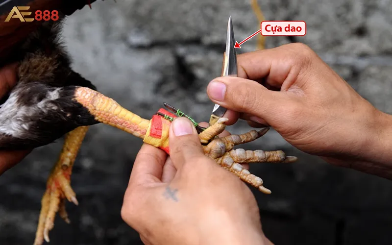 Đá gà cựa sắt & cựa dao
